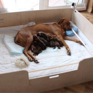 Welpenkiste Wurfkiste aus Birke Multiplex