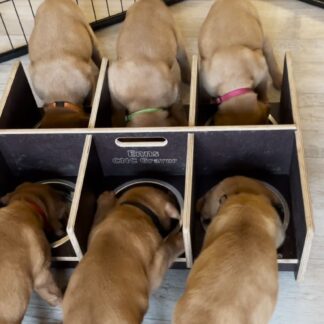 Welpennäpfe Futterstation witterungsbeständig mit 6 Näpfe 850ml.